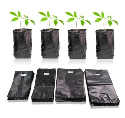 植物 果物 野菜 植物 植物 植物 植物 植物 植物
